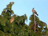 2009-07-05_20-16-08_0007