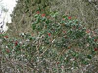 07-04-2007_18-21-18_15