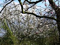 07-04-2007_18-26-39_102