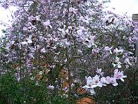 15-04-2007_06-55-38_167