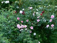 11-06-2007_18-36-42_50