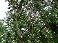 30-06-2006_09-29-15_32