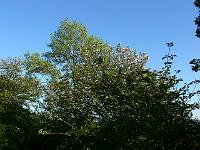 05-05-2007_18-42-46_158