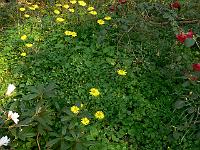 07-05-2006_09-30-28_138