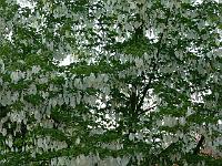 27-05-2006_20-09-58_107