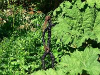 30-05-2007_17-58-55_31