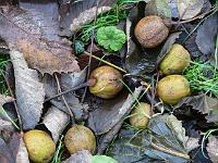 26-11-2006_11-45-32_29