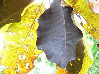 23-10-2006_15-02-03_42