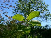 2009-05-18_09-10-54_0088