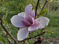 magnolia_frank's_masterpiece