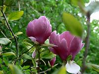 2009-05-05_15-25-43_0039