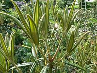 07-06-2006_18-01-28_46