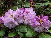 rhododendron_campanulatum_3