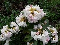 18-05-2006_17-39-10_214