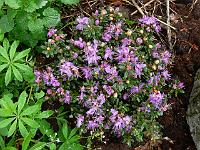 rhododendron_impeditum