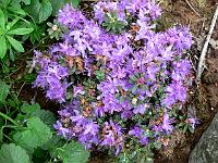 rhododendron_keleticum