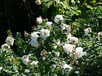 05-07-2006_11-08-44_56