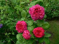 04-06-2007_17-12-45_19