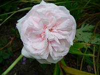 25-06-2006_19-50-28_23