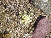 saxifraga_fra_dolomitterne
