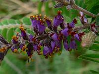 amorpha_canescens
