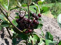 2009-08-04_13-00-41_0046