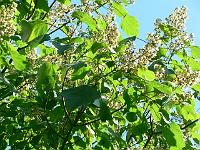 20-07-2006_08-48-51_13