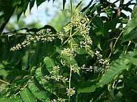 21-07-2006_09-13-41_25