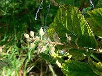 2011-08-31_09-40-08_0098