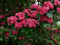 crataegus_laevigata_-_roedtjoern