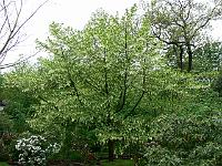 20-05-2006_08-48-17_208