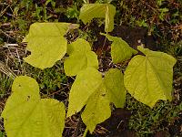 2013-06-23_17-08-21_0110