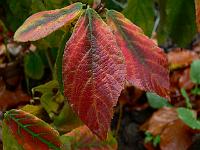 fortunearia_sinensis