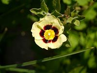 halimiocistus_wintonensis_merristwood_cream