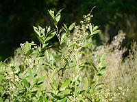 2012-07-25_08-36-20_0051