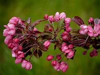 malus_oekonomierat_echtermeyer