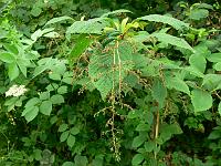 meliosma_dilleniifolia_ssp._flexuosa