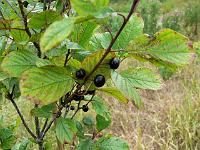 2011-08-13_12-18-29_0073